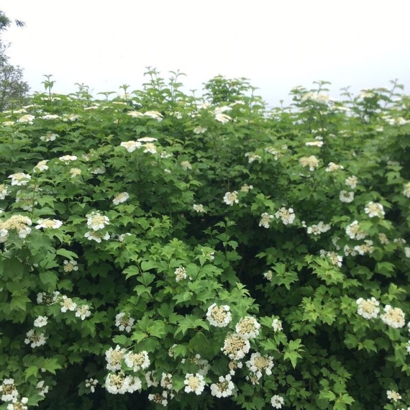天目琼花种子庭院大花花卉中华乔木本绣球花树盆栽斗球马球琼