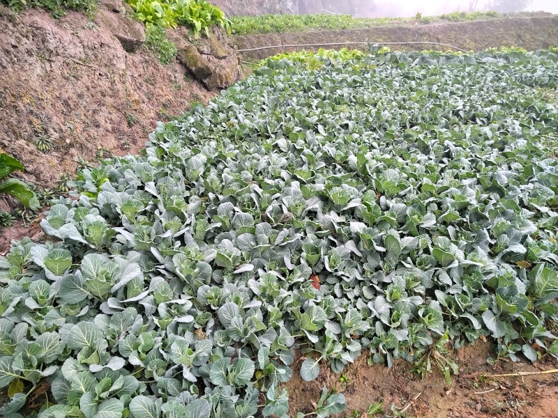 甘蓝苗~包菜苗～种植基地直售（免费技术指导）