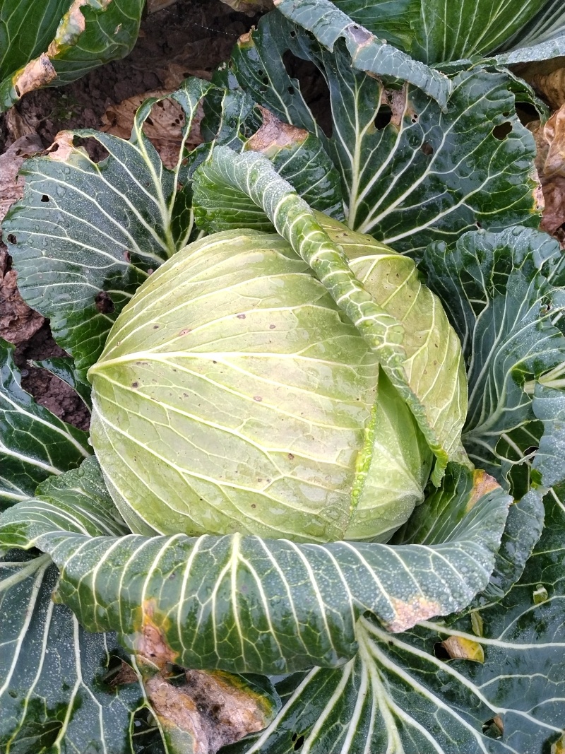 甘蓝苗~包菜苗～种植基地直售（免费技术指导）