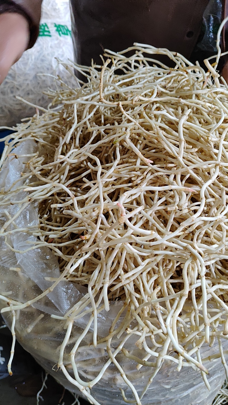 鱼腥草大量供应当天挖，当天洗，当天发！！！！！
