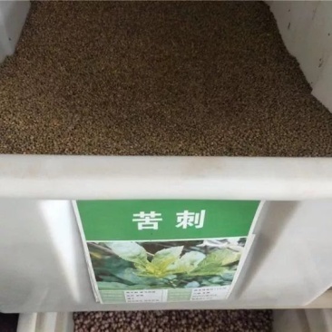 苦刺种当年新采摘苦刺花种子狼牙刺种子铁马胡烧白刺花种林木