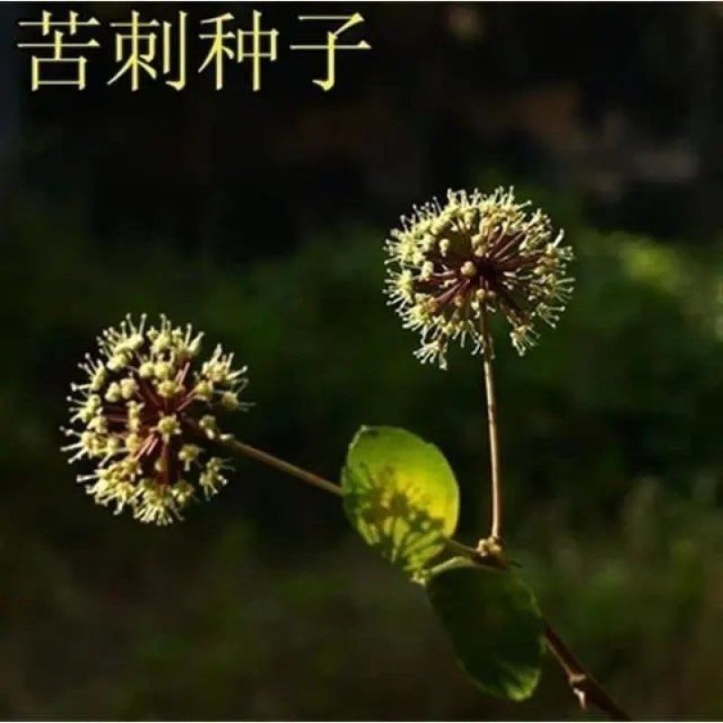 苦刺种当年新采摘苦刺花种子狼牙刺种子铁马胡烧白刺花种林木