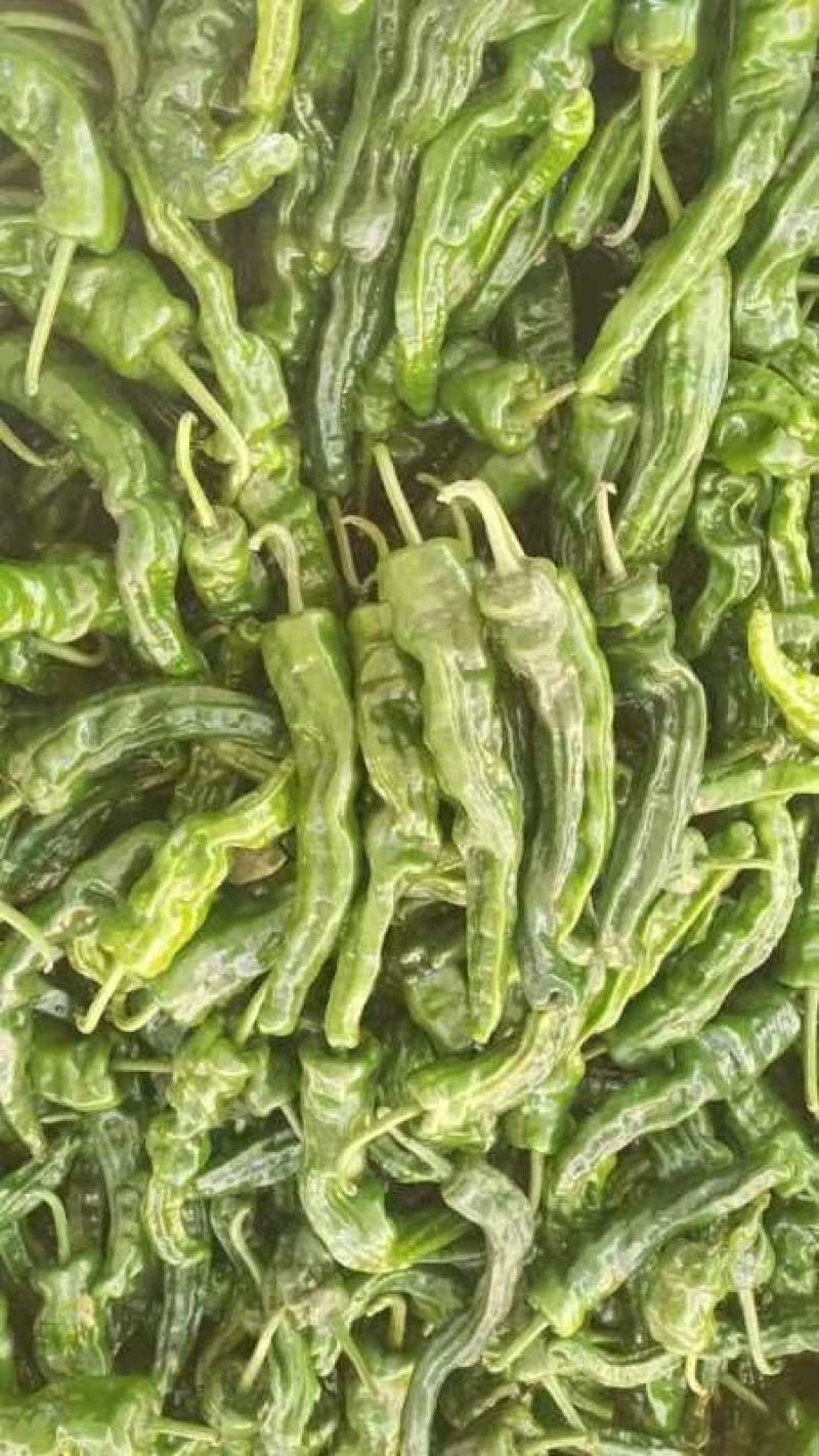 海南鲜辣椒大量上市一手货源质量保证需要联系