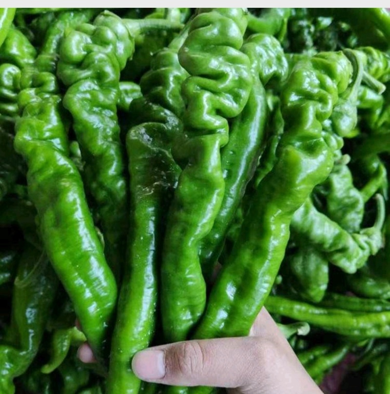 海南鲜辣椒大量上市一手货源质量保证需要联系