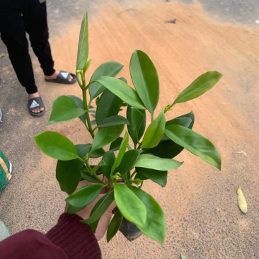 七斤袋非洲茉莉
