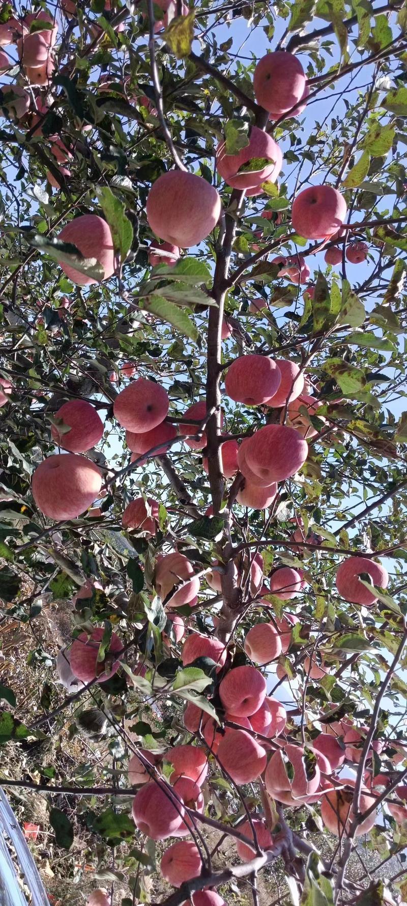 洛川红富士苹果产地直发保质保量供应全国市场批发商