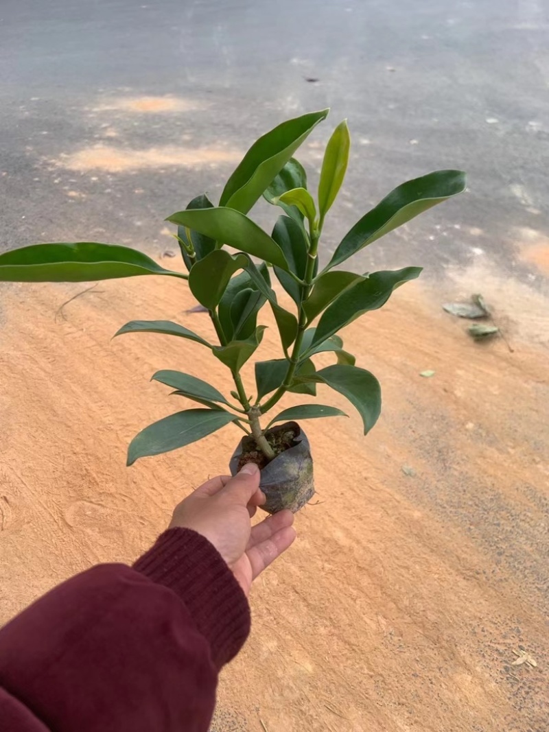 七斤袋非洲茉莉