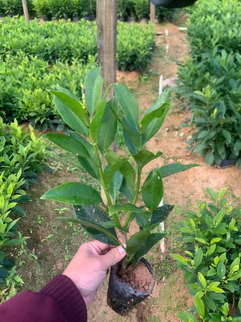 七斤袋非洲茉莉