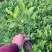 七斤袋非洲茉莉