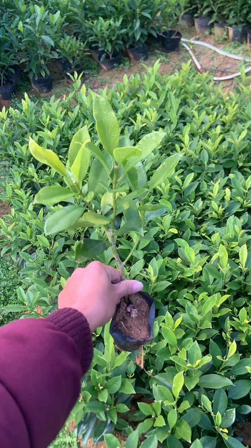 七斤袋非洲茉莉
