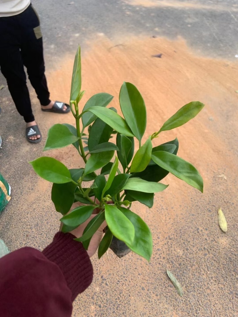 七斤袋非洲茉莉