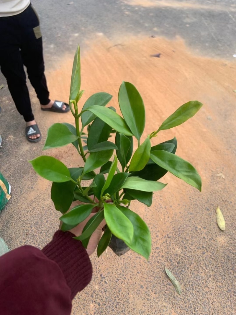 七斤袋非洲茉莉