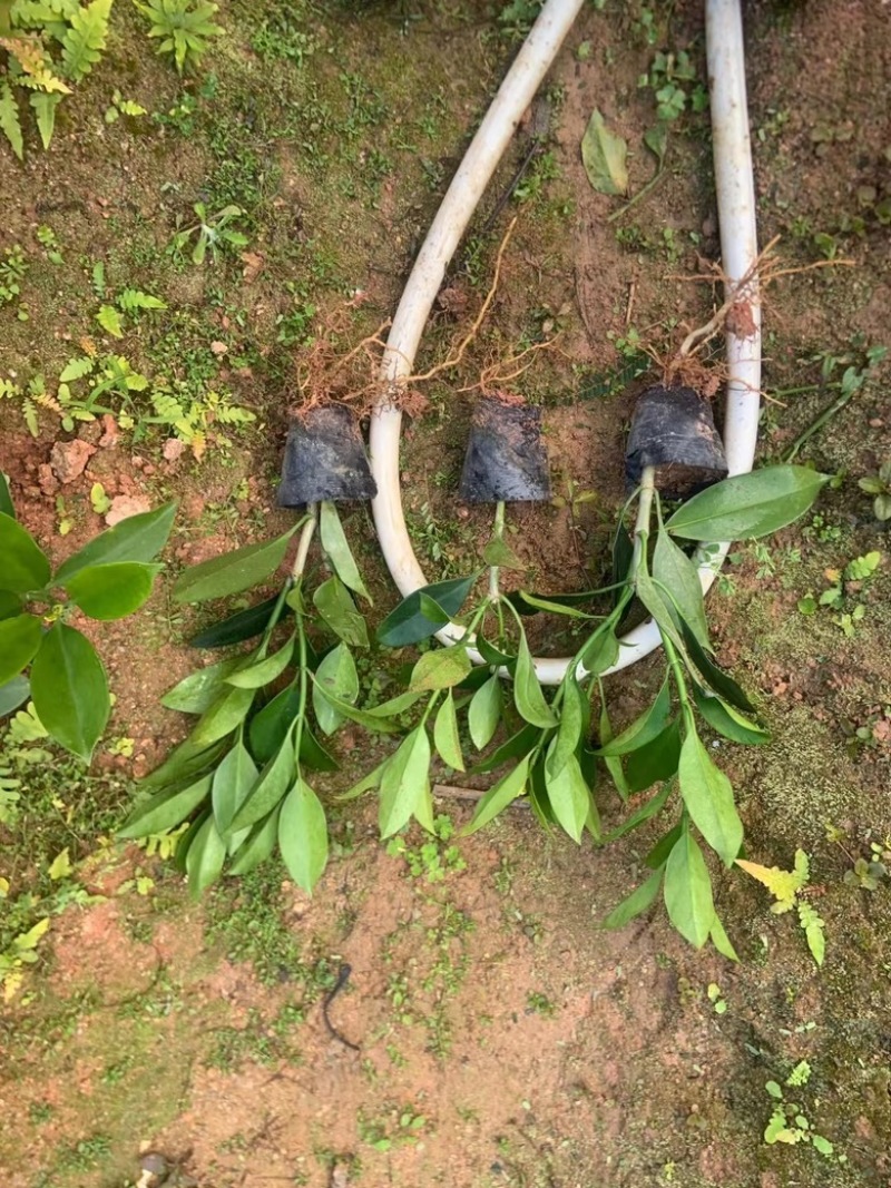 七斤袋非洲茉莉