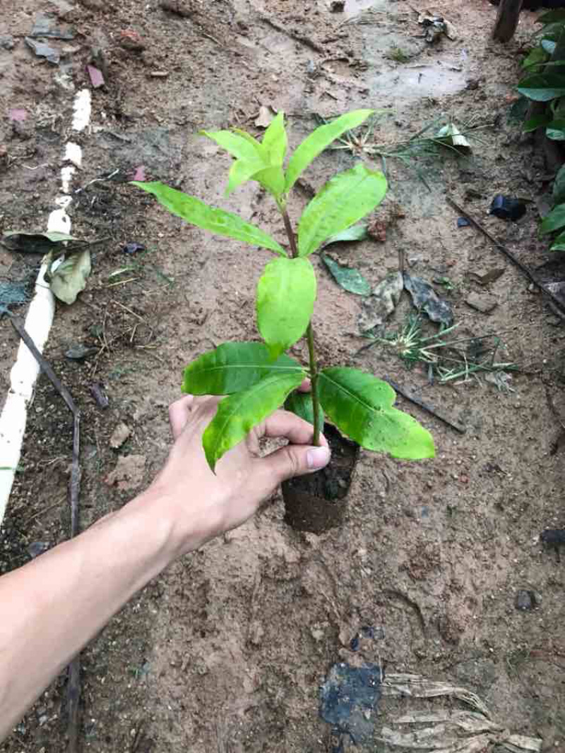 七斤袋软枝黄蝉