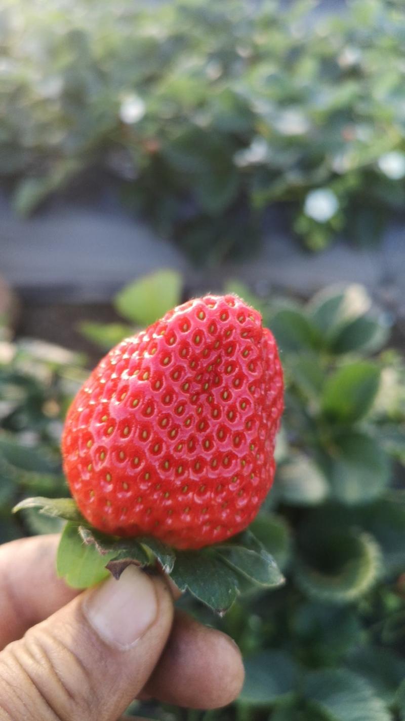 凉山德昌草莓