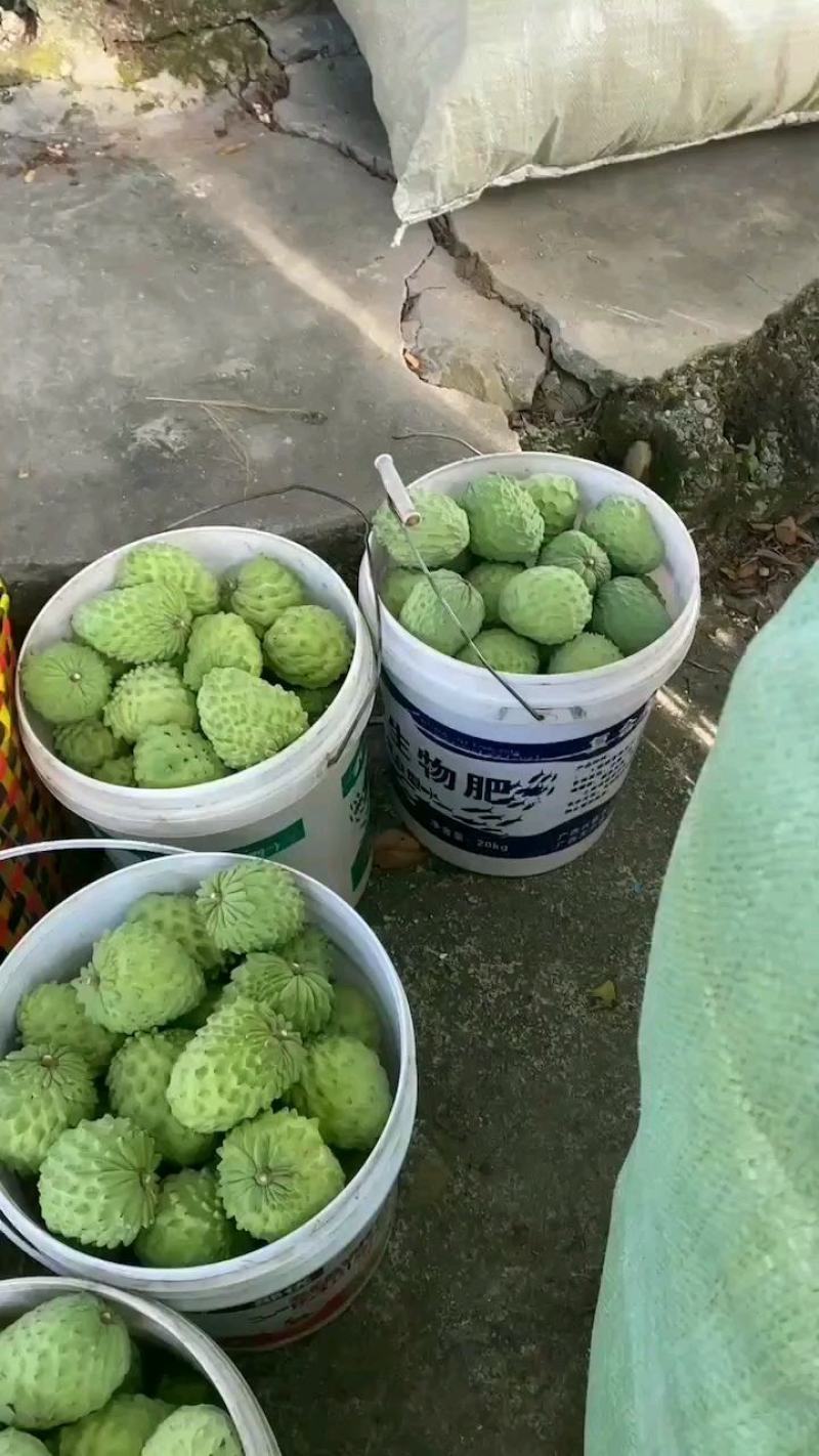 释迦精品果直采直发货量大长期稳定绿色健康