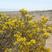 林木类沙冬青种子灌木种子蒙古黄花木固沙保土沙生植物种籽园