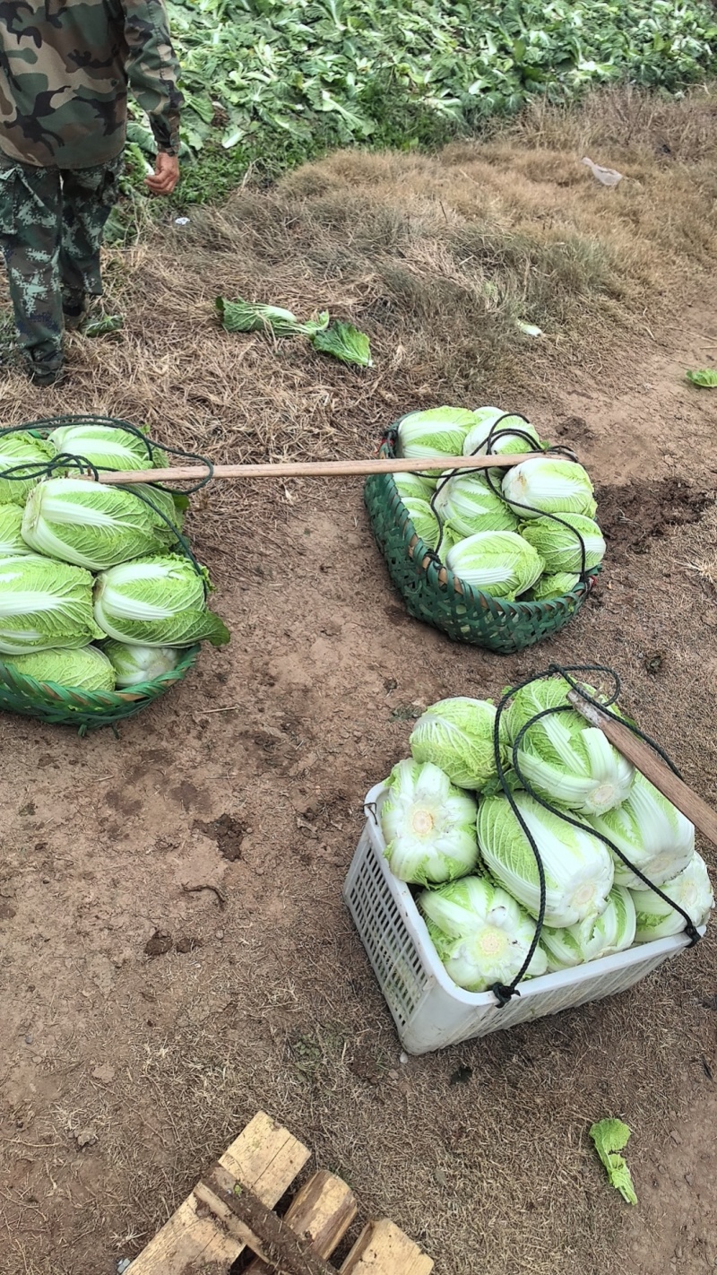 新鲜黄心白菜湖南产地直供一手货源对商超市场价格可谈