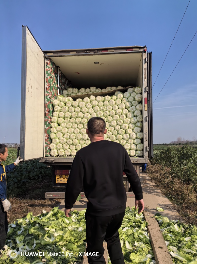 新鲜黄心白菜湖南产地直供一手货源对商超市场价格可谈