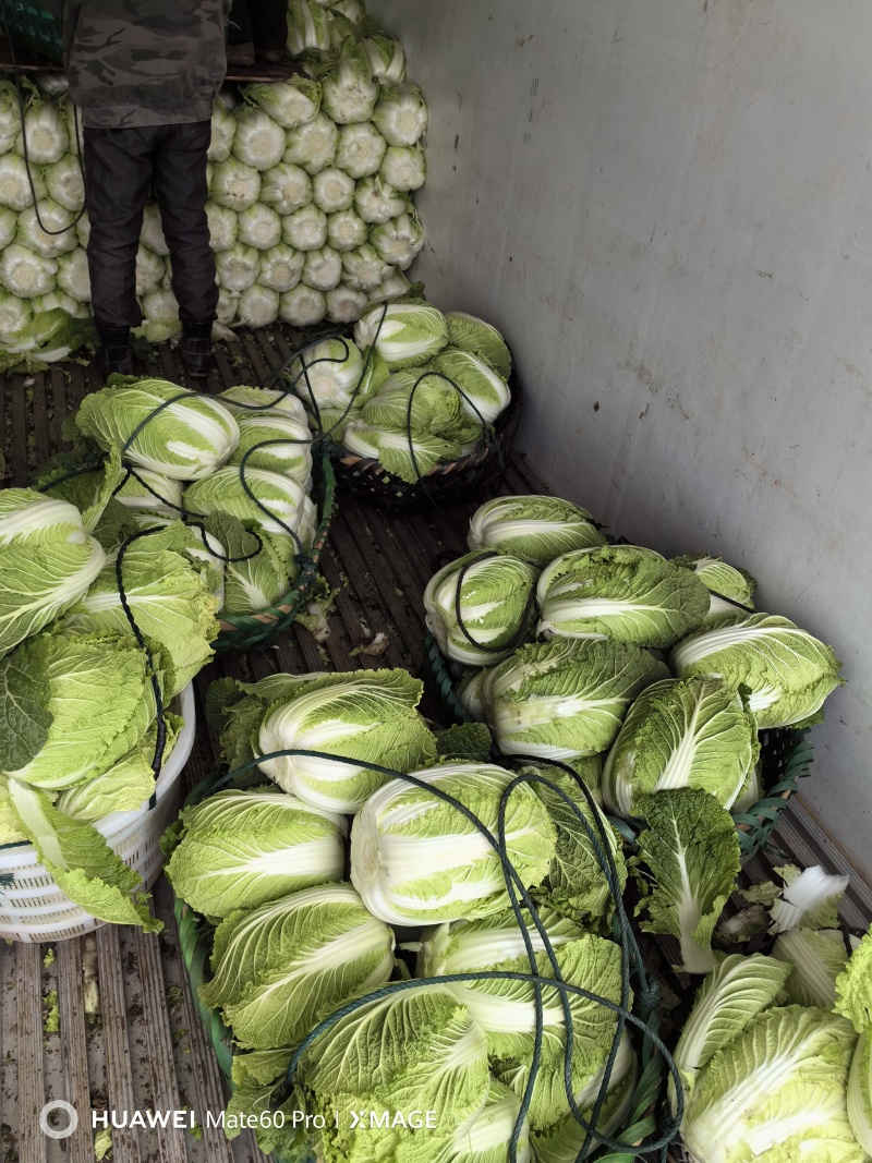 新鲜黄心白菜湖南产地直供一手货源对商超市场价格可谈