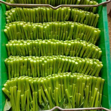 广东菜心