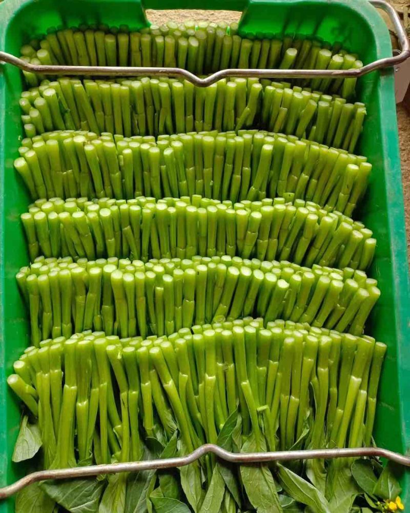 广东菜心