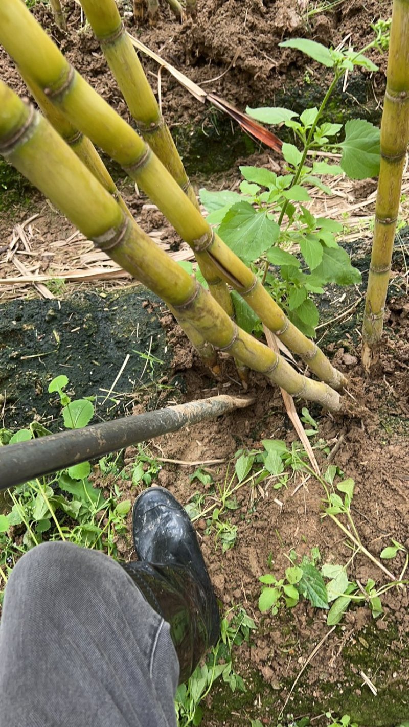 黄皮甘蔗种苗，江门新会桥美黄皮甘蔗，水果甘蔗