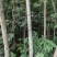 栾树