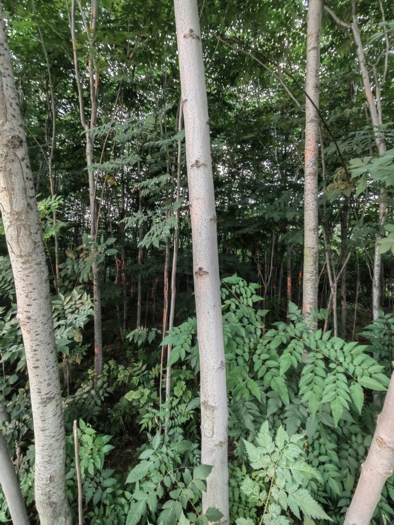 栾树