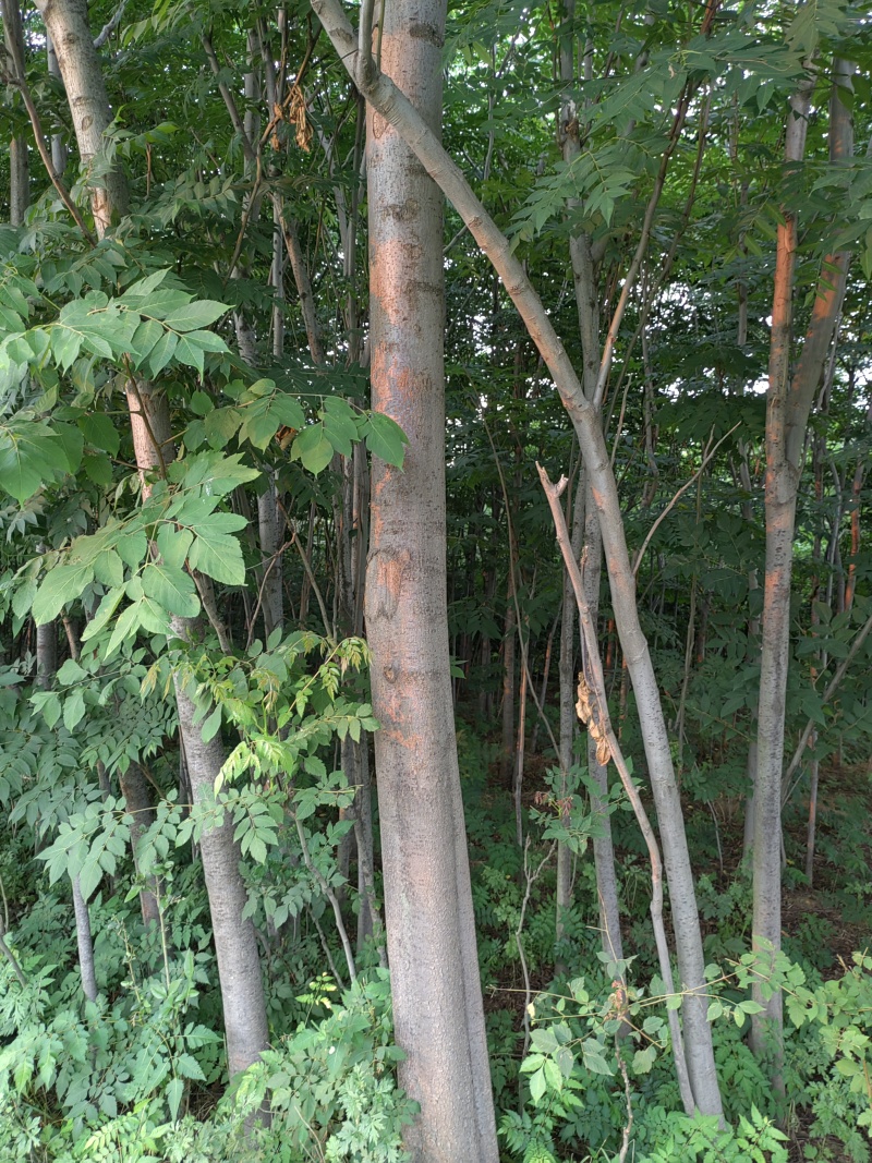 栾树