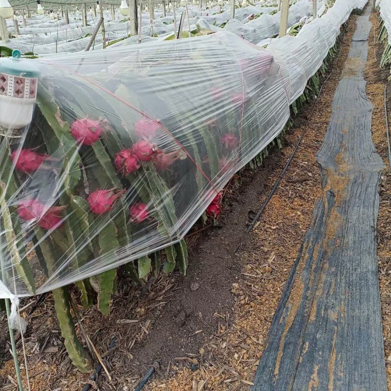 广西红心火龙果产地直发大量有货，，欢迎各位客商来产地考