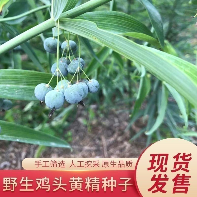 新采黄精种子黄精种籽药材黄精老虎姜鸡头黄精种子