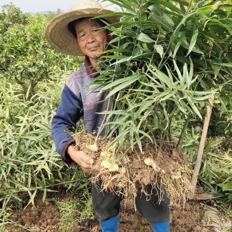 新采黄精种子黄精种籽药材黄精老虎姜鸡头黄精种子