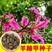 当年采收优质红花羊蹄甲种子-洋紫荆种子-红花紫荆-香港紫