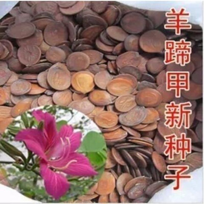 当年采收优质红花羊蹄甲种子-洋紫荆种子-红花紫荆-香港紫