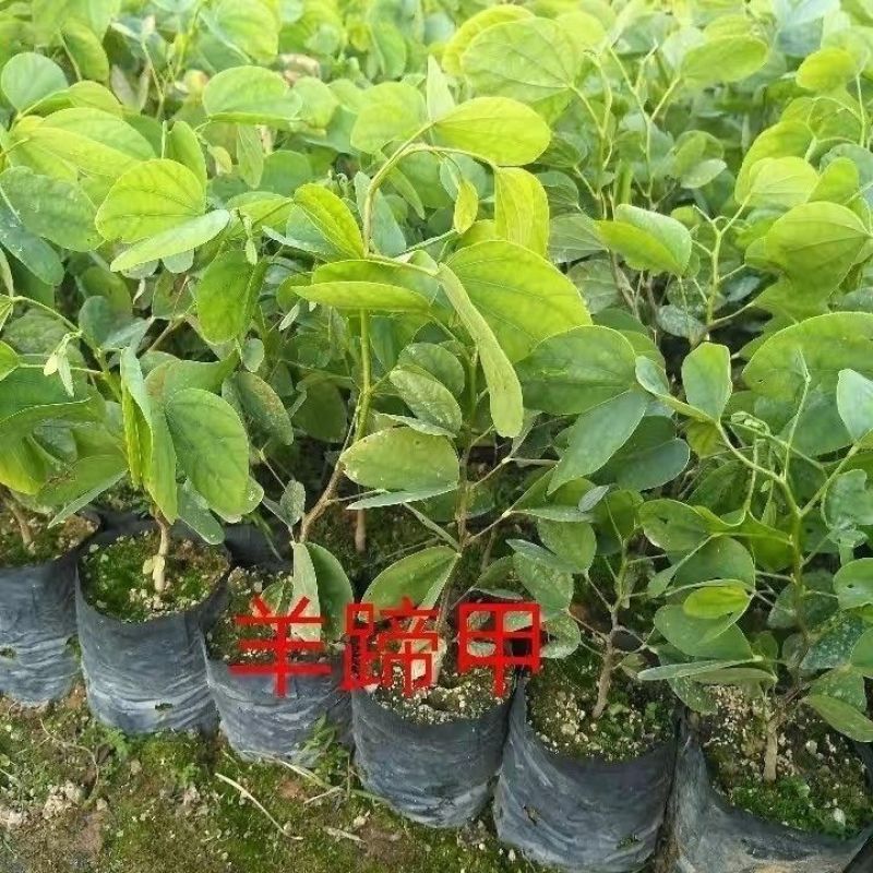 当年采收优质红花羊蹄甲种子-洋紫荆种子-红花紫荆-香港紫
