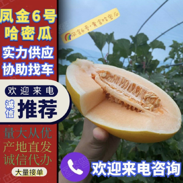 新疆哈密瓜金色年华对接市场电商社区团购量大