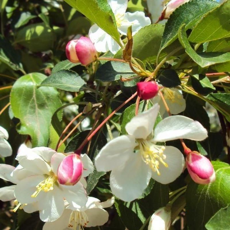 平邑甜茶种子八棱海棠种子山丁子种子嫁接苹果树砧木