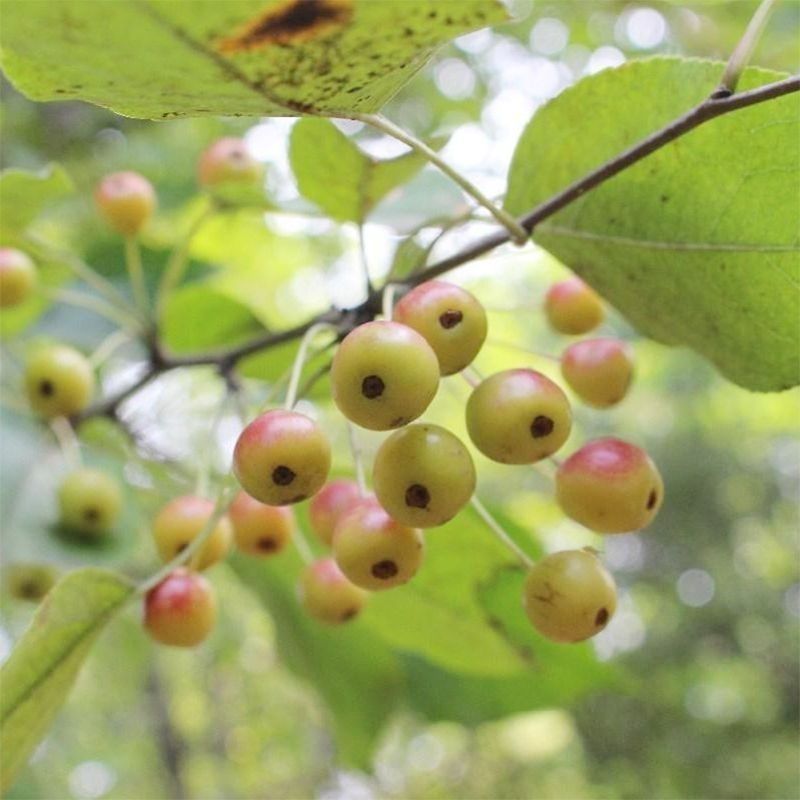 平邑甜茶种子八棱海棠种子山丁子种子嫁接苹果树砧木