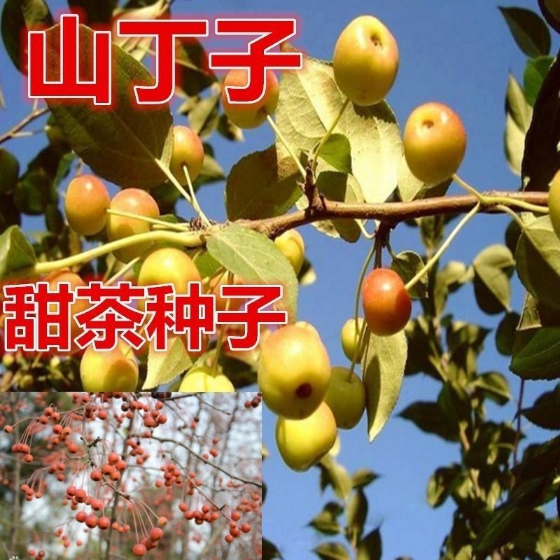 平邑甜茶种子八棱海棠种子山丁子种子嫁接苹果树砧木