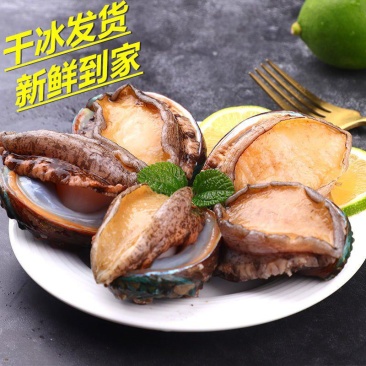 海鲜水产鲍鱼新鲜鲜活速冻大鲍鱼汁佛跳墙捞饭即食海捕包邮