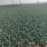 精品黑叶菠菜质量好价格低20～25厘米