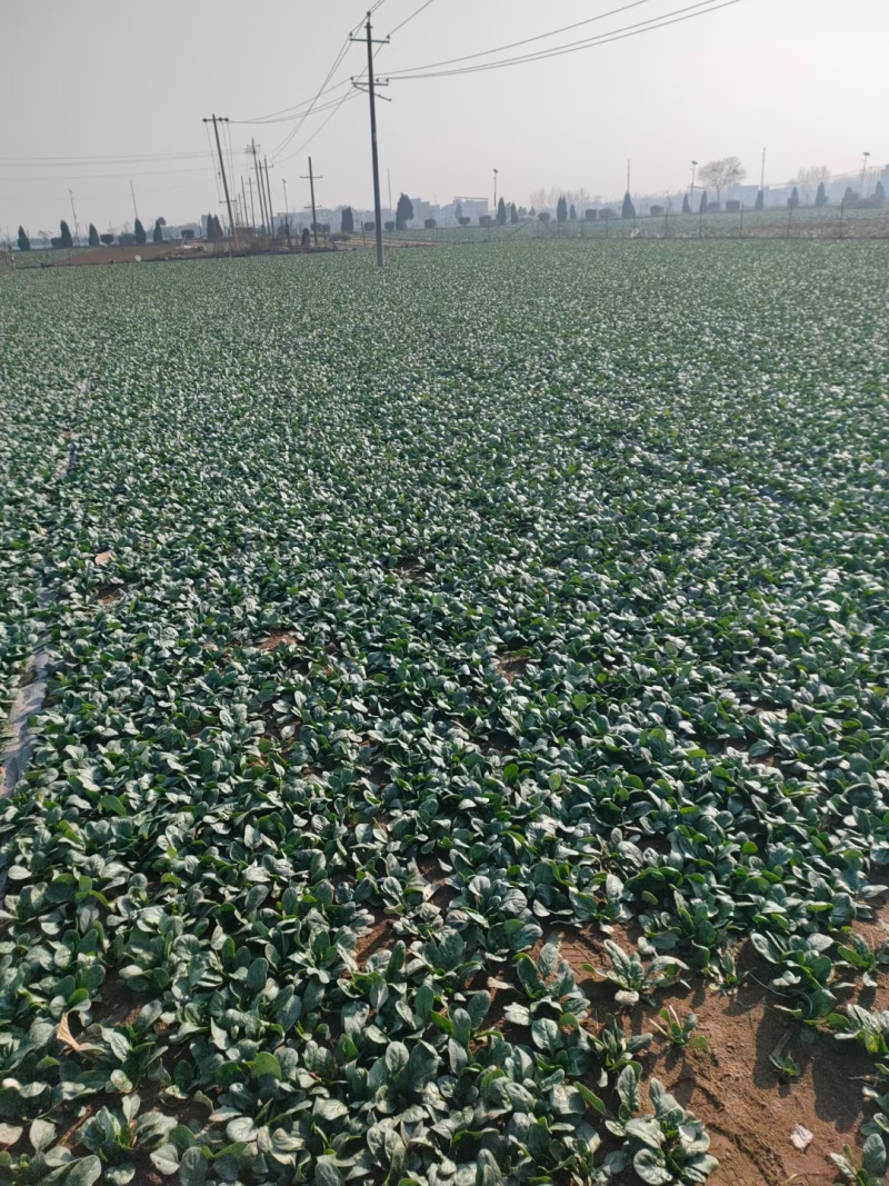 精品黑叶菠菜质量好价格低20～25厘米