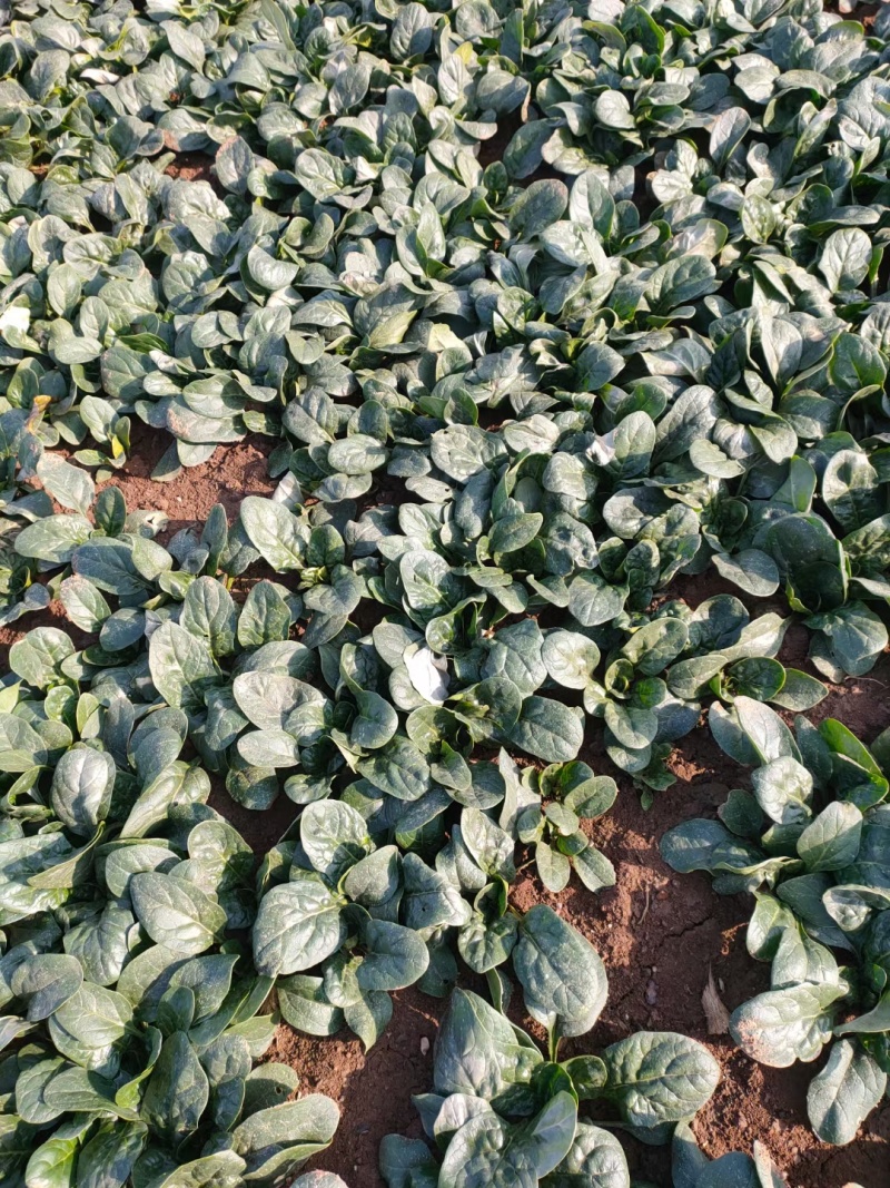 精品黑叶菠菜质量好价格低20～25厘米