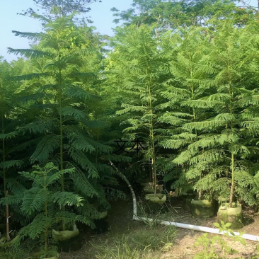 蓝花楹各规格待售