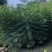 蓝花楹各规格待售