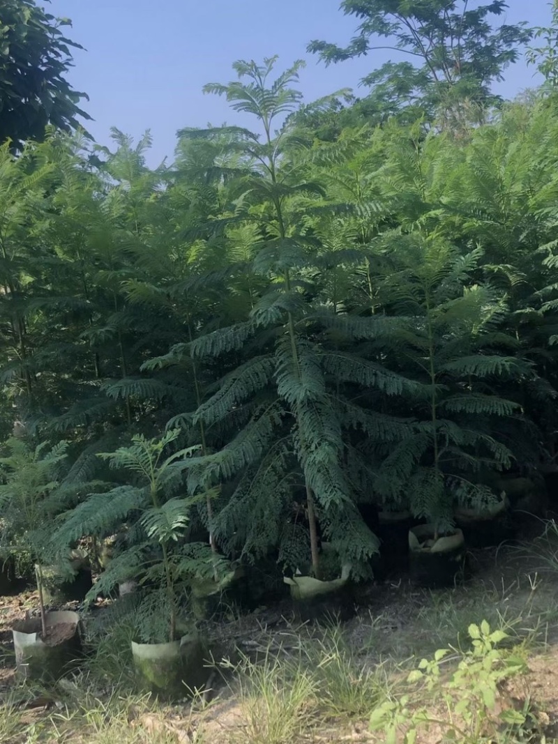 蓝花楹各规格待售