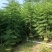 蓝花楹各规格待售