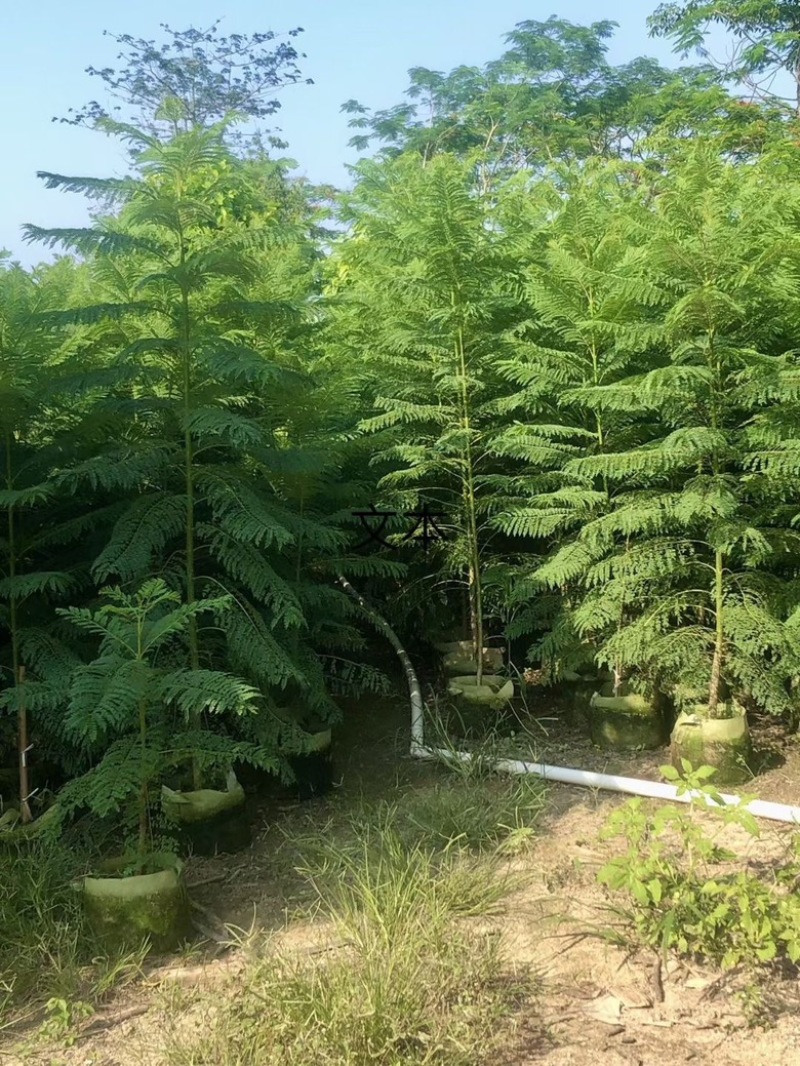 蓝花楹各规格待售
