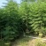 蓝花楹各规格待售